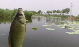 野钓视频,跟随镜头探寻自然水域的垂钓魅力