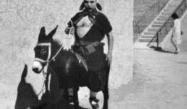 毛驴配马视频播放,一场别开生面的跨界视频盛宴